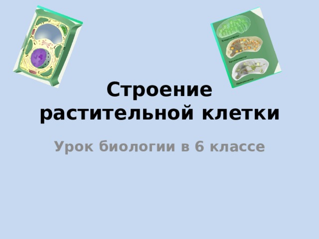Строение растительной клетки Урок биологии в 6 классе 