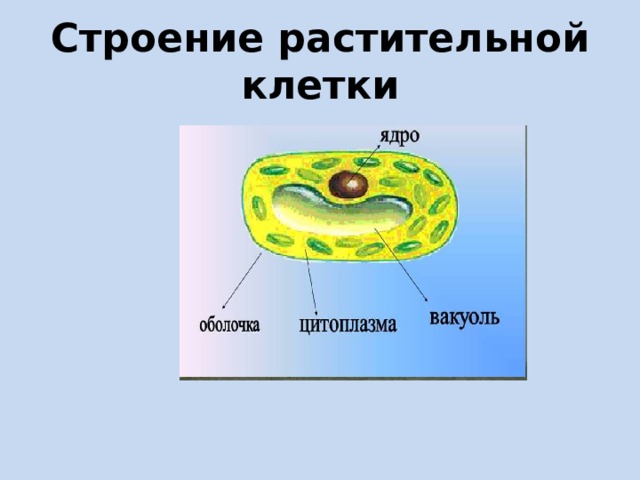 Строение растительной клетки 