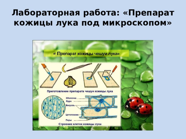 Лабораторная работа: «Препарат кожицы лука под микроскопом» 