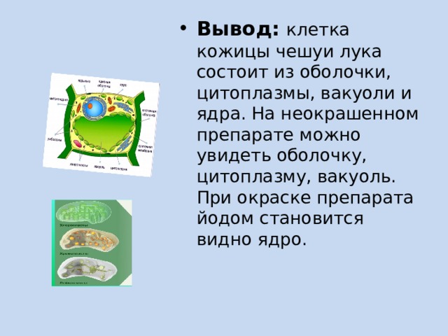 Вывод:  клетка кожицы чешуи лука состоит из оболочки, цитоплазмы, вакуоли и ядра. На неокрашенном препарате можно увидеть оболочку, цитоплазму, вакуоль. При окраске препарата йодом становится видно ядро. 