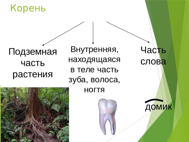 Корень Внутренняя, находящаяся в теле часть зуба, волоса, ногтя Часть слова Подземная часть растения домик  