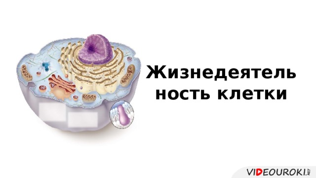  Жизнедеятельность клетки 