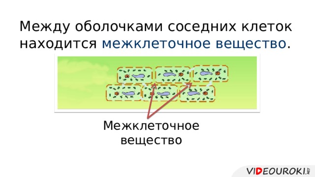 Жизнедеятельность клетки 5 класс биология презентация