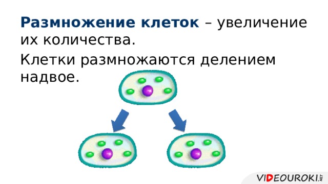 Увеличение клетки