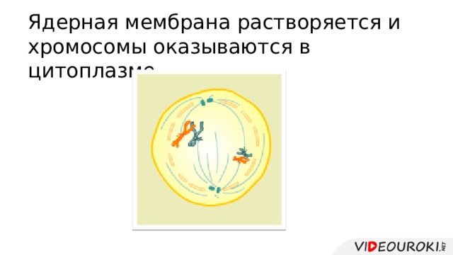 Ядерная мембрана растворяется и хромосомы оказываются в цитоплазме. 