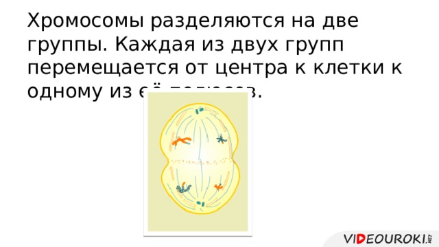 Хромосомы разделяются на две группы. Каждая из двух групп перемещается от центра к клетки к одному из её полюсов. 