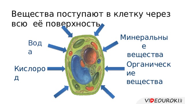 Какое значение ядра в жизнедеятельности клетки. Вещества поступающие в клетку. Жизнедеятельность клетки. Как вещества поступают в клетку. Питательные вещества поступают в клетку.