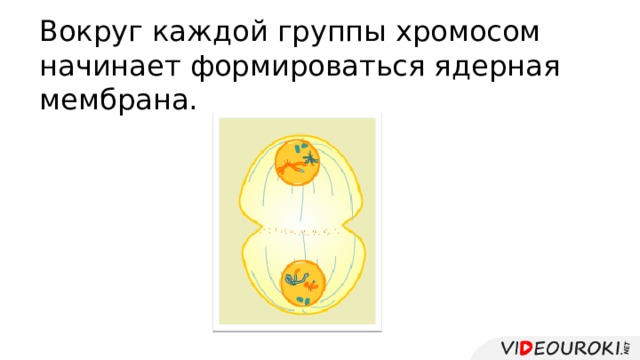 Вокруг каждой группы хромосом начинает формироваться ядерная мембрана. 