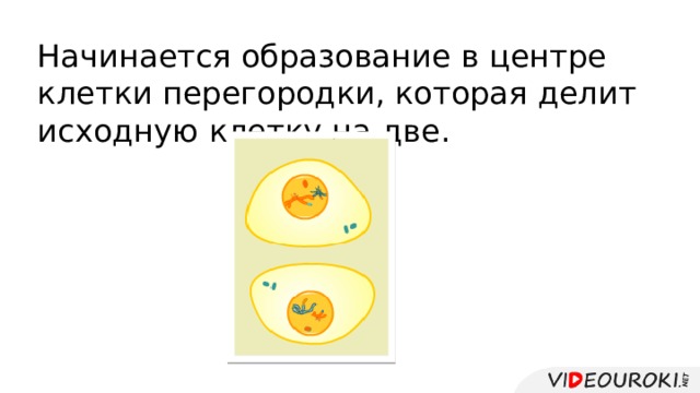 Начинается образование в центре клетки перегородки, которая делит исходную клетку на две. 