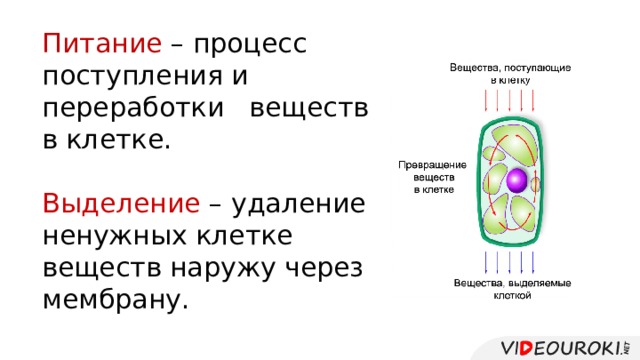 Жизнедеятельность клетки 5 класс биология презентация