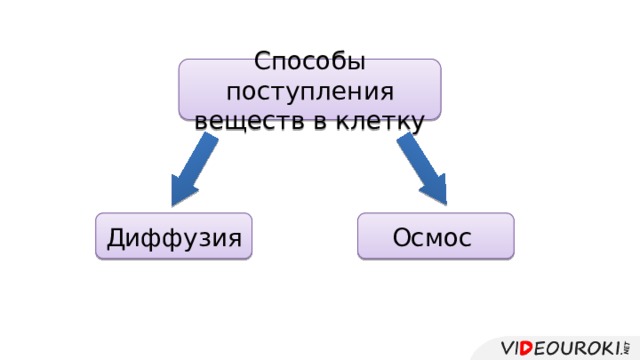 Поступление в клетку