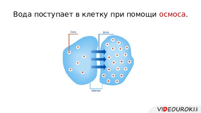 Поступить в клетку. Пост на воде. Проникновение воды в клетку осмос. Поступление воды в клетку с помощью осмоса. Как вода поступает в клетку.