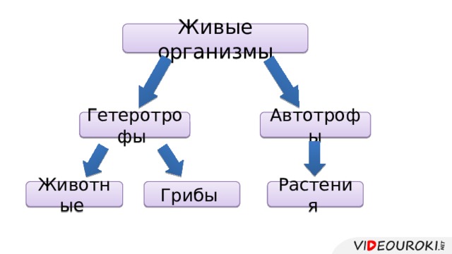 Жизнедеятельность клетки 5 класс биология презентация