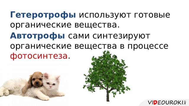 Гетеротрофы используют готовые органические вещества.   Автотрофы сами синтезируют органические вещества в процессе фотосинтеза . 