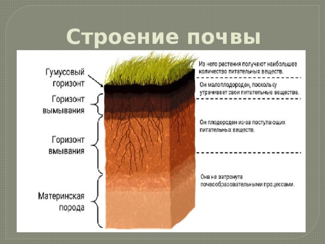 Какая структура почва благоприятна для сельскохозяйственных растений. Строение почвы. Роль почвы в круговороте веществ в природе. Почвенная структура. Почва и ее состав.