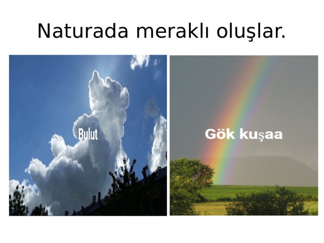 Naturada meraklı oluşlar. 