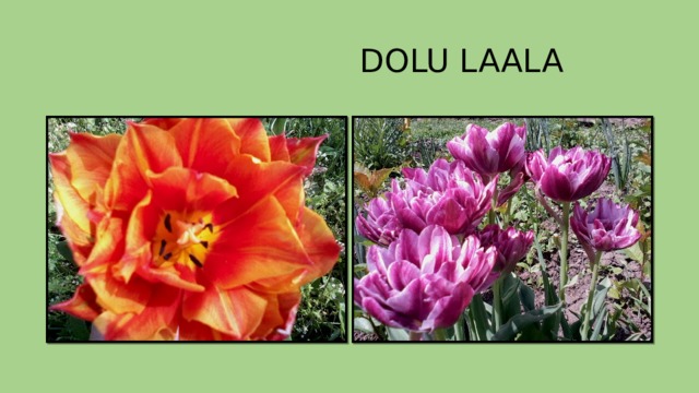  DOLU LAALA 