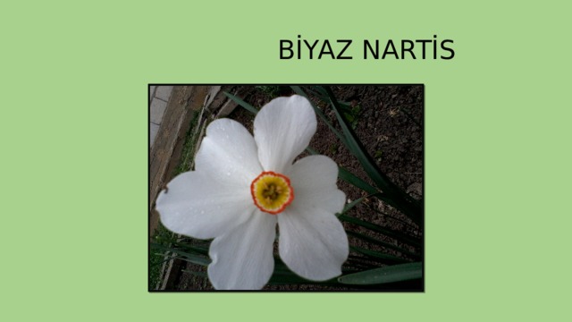  BİYAZ NARTİS 