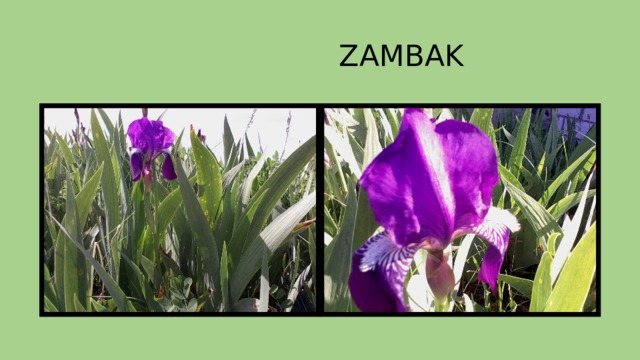  ZAMBAK 