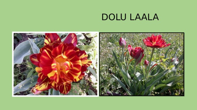  DOLU LAALA 