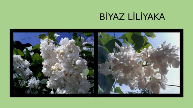  BİYAZ LİLİYAKA 