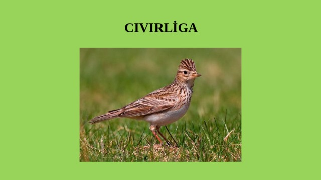  CIVIRLİGA 