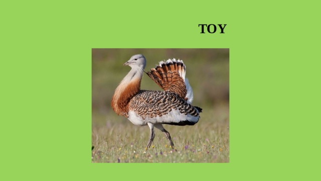  TOY 