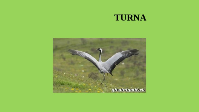  TURNA 