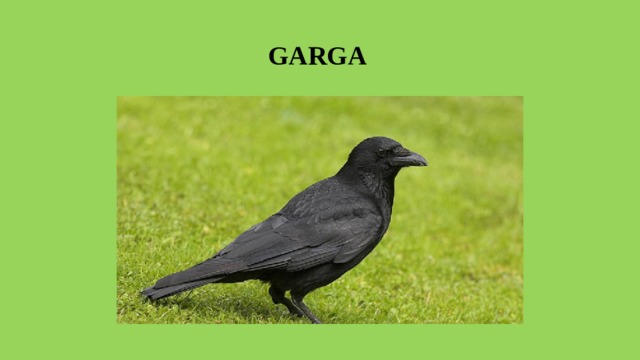  GARGA 