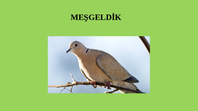  MEŞGELDİK 