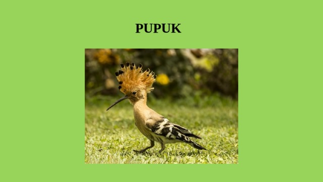  PUPUK 