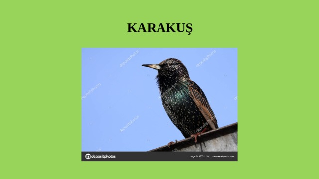  KARAKUŞ 