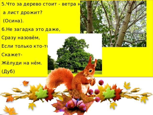 5.Что за дерево стоит - ветра нет,  а лист дрожит?  (Осина). 6.Не загадка это даже, Сразу назовём, Если только кто-то Скажет- Жёлуди на нём. (Дуб) 