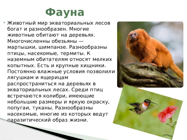 Фауна Животный мир экваториальных лесов богат и разнообразен. Многие животные обитают на деревьях. Многочисленны обезьяны — мартышки, шимпанзе. Разнообразны птицы, насекомые, термиты. К наземным обитателям относят мелких копытных. Есть и крупные хищники. Постоянно влажные условия позволили лягушкам и ящерицам распространиться на деревьях в экваториальных лесах. Среди птиц встречаются колибри, имеющие небольшие размеры и яркую окраску, попугаи, туканы. Разнообразны насекомые, многие из которых ведут паразитический образ жизни. 