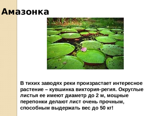 Амазонка Скат-хвостокол Здесь обитают и другие хищники: скаты-хвостоколы, вооруженные острыми шипами, наполненными смертельным для человека ядом; электрические угри, которые могут «угостить» врага разрядом в 600 Вольт, крокодилы, а также маленькие рыбки канеру, величиной с палец, способные залезать в тела животных и людей. Электрический угорь Крокодиловые кайманы 