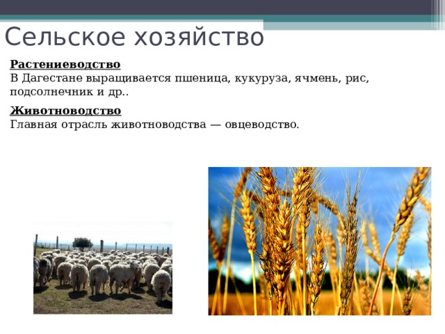 Презентация сельское хозяйство растениеводство 9 класс география полярная звезда