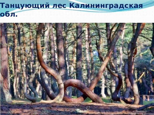 Танцующий лес Калининградская обл. 