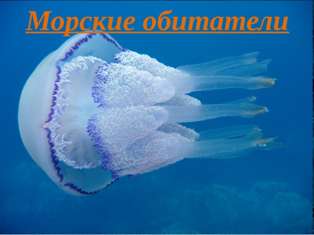 Морские обитатели 