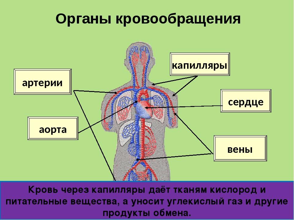 Кровеносная система сердце 3 класс окружающий мир. Строение сердца и кровеносной системы. Система органов кровообращения схема. Строение кровеносной системы человека 4 класс.