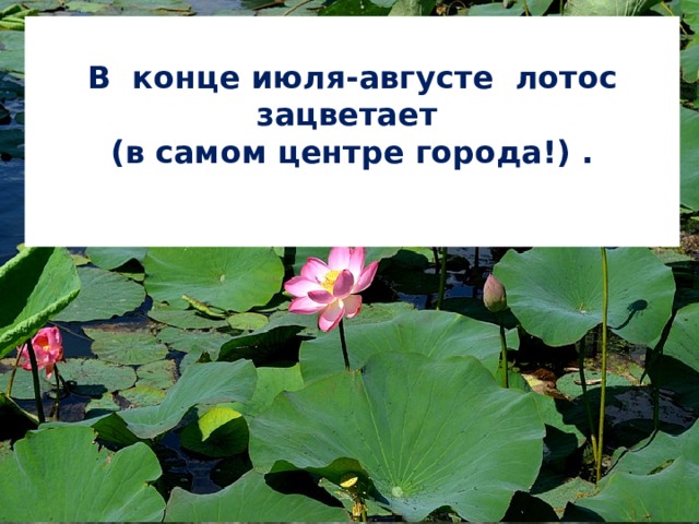 По другую сторону Коммерческого моста Недалеко от Моста влюблённых - Коммерческий мост.  вдоль берега разросся лотос.    Это хорошо известно астраханским рыбакам. В конце июля-августе лотос зацветает  (в самом центре города!) .   Если с моста посмотреть на воду, можно увидеть много мальков.