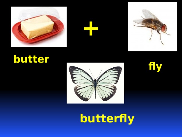 + butter fly butterfly 