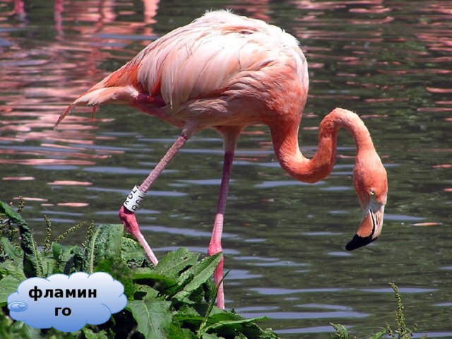 фламинго 