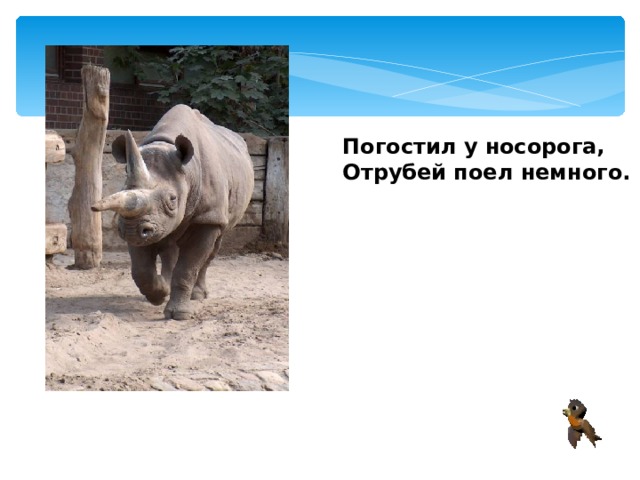 Погостил у носорога, Отрубей поел немного.  