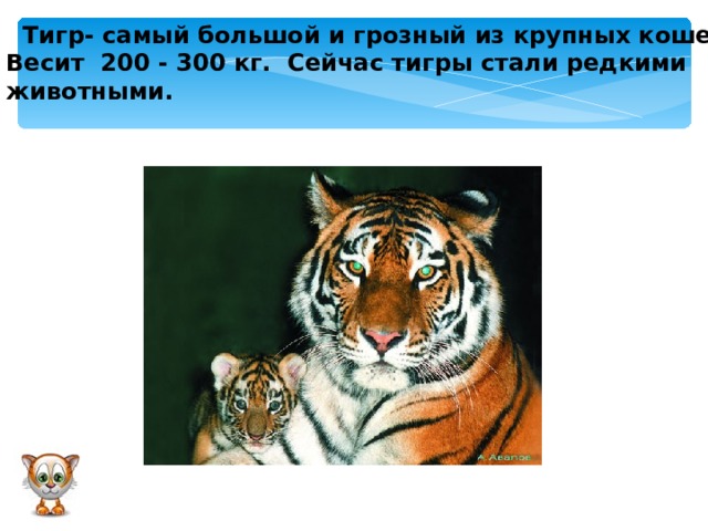  Тигр- самый большой и грозный из крупных кошек. Весит 200 - 300 кг. Сейчас тигры стали редкими животными.  