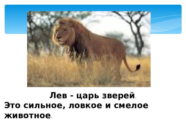 Лев - царь зверей . Это сильное, ловкое и смелое животное . 