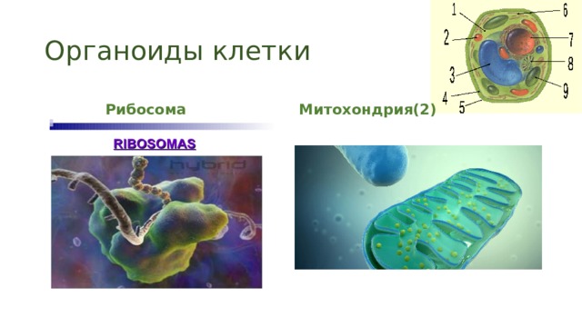 Органоиды клетки Рибосома Митохондрия(2) 