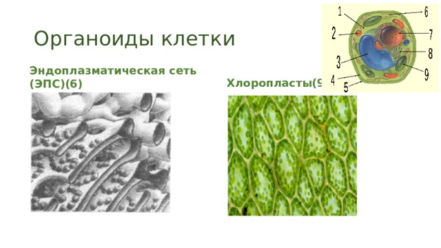 Органоиды клетки Хлоропласты(9) Эндоплазматическая сеть (ЭПС)(6) 