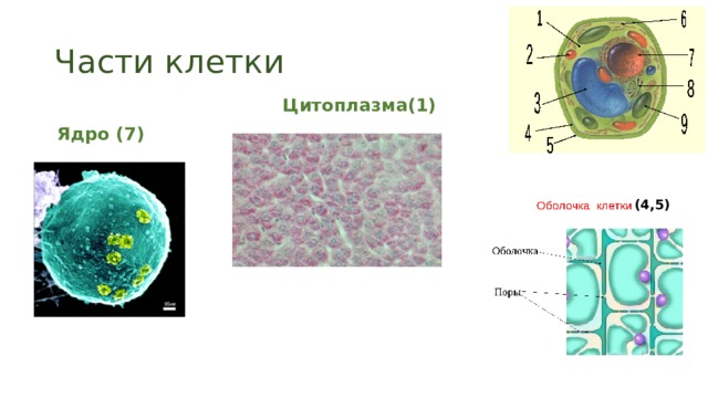 Части клетки Цитоплазма(1) Ядро (7) (4,5) 