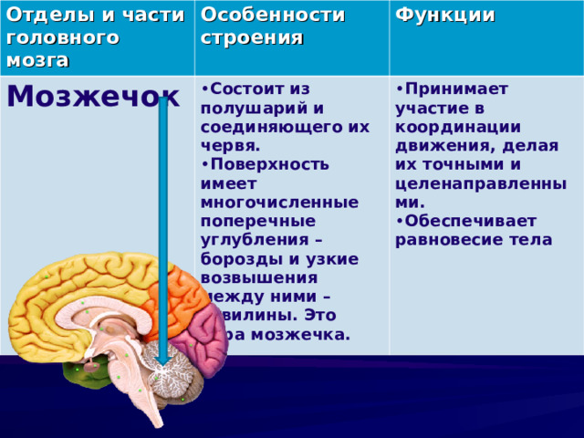 Таблица отдел мозга особенности строения функции. Функции мозга по отделам. Отделы мозга по порядку. Задачи анатомии ЦНС. Методичка по ЦНС анатомия.