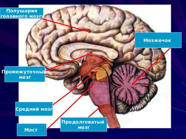 Полушария  головного мозга Мозжечок Промежуточный мозг Средний мозг Продолговатый мозг Мост 